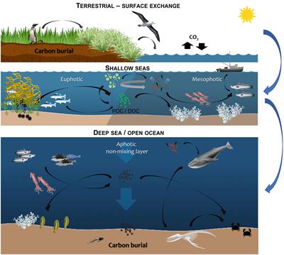 Towards Incorporation of Blue Carbon in Falkland Islands Marine Spatial Planning: A Multi-Tiered Approach